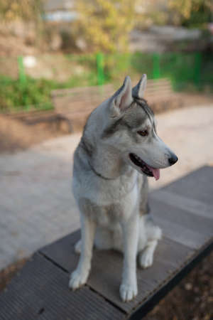 Siberian husky dog silver is playing in the dog playgroundの写真素材