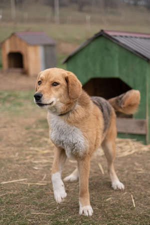 Homeless dog on chain near doghouseの写真素材
