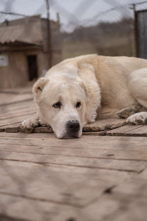 sad dog puppies locked in the metal cage. homeless dog in the dog shelter behind the cageの写真素材