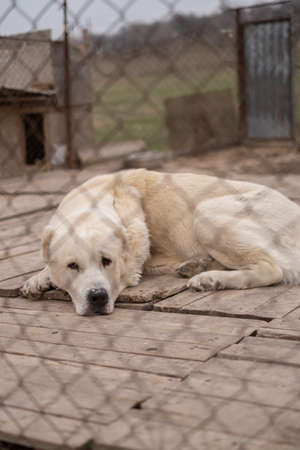 sad dog puppies locked in the metal cage. homeless dog in the dog shelter behind the cageの写真素材