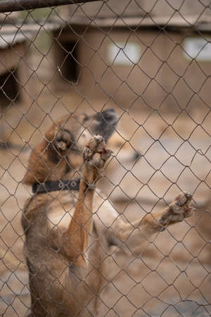 sad dog puppies locked in the metal cage. homeless dog in the dog shelter behind the cageの写真素材