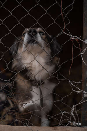 sad dog puppies locked in the metal cage. homeless dog in the dog shelter behind the cageの写真素材