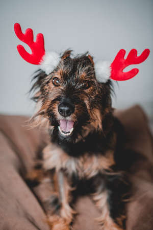 smiling friendly dog standing and looking side. Teeth smile. Tongue out. With red deer hornsの写真素材