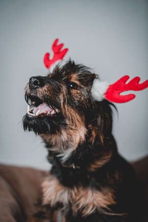 smiling friendly dog standing and looking side. Teeth smile. Tongue out. With red deer hornsの写真素材