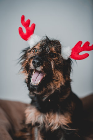 smiling friendly dog standing and looking side. Teeth smile. Tongue out. With red deer hornsの写真素材