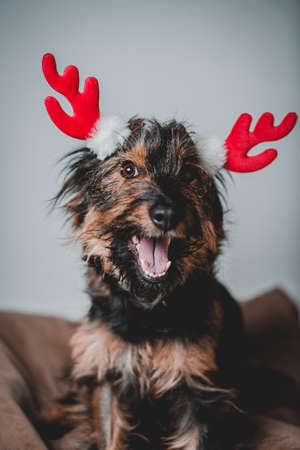 smiling friendly dog standing and looking side. Teeth smile. Tongue out. With red deer hornsの写真素材