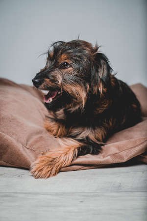 smiling friendly dog standing and looking side. Teeth smile. Tongue outの写真素材
