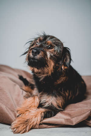 smiling friendly dog standing and looking side. Teeth smile. Tongue outの写真素材