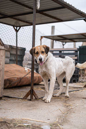 Homeless dog on a chain in a cage at the animal rescue shelter