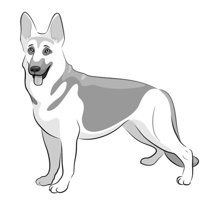 Shepherd German Dog Black & White Vector Illustration. Shepherd on whiteのイラスト素材