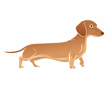 Brown Dachshund. Dog vector illustration on whiteのイラスト素材