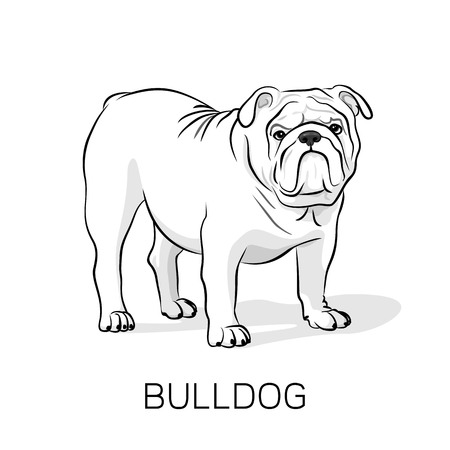 Cartoon English Bulldog. French Bulldog. Dog on a white background. Vector dog illustrationのイラスト素材