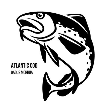 Atlantic Cod fish vector illustrationのイラスト素材