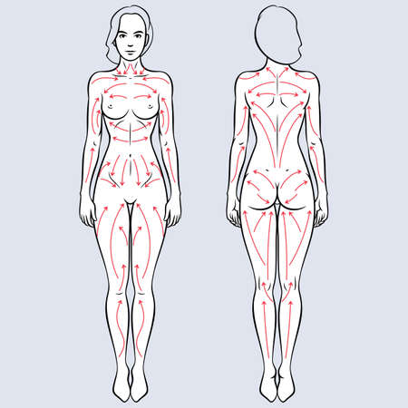 Lymphatic drainage dry brushing massages lines scheme. Nude female body vector illustrationのイラスト素材