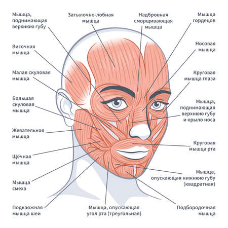 Facial muscles of the female. Detailed bright anatomy on russian isolated on a white background vector illustrationのイラスト素材