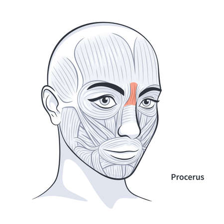 Procerus. Facial muscles of the female. Detailed bright anatomy isolated on a white background vector illustrationのイラスト素材