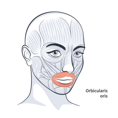 Facial muscles of the female. Detailed bright anatomy isolated on a white background vector illustrationのイラスト素材