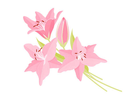 Flower background with pink beautiful lilies. Lilly vector illustrationのイラスト素材