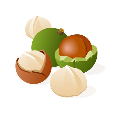 Macadamia nuts with green husk, a fruit cut in half, seed in brown shell, several peeled kernels, isolated on white background vector illustrationのイラスト素材