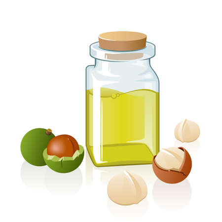 Macadamia oil in a glass bottle and nuts isolated on white background vector illustrationのイラスト素材