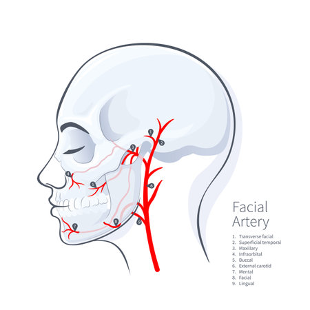 Woman head scull faceial artery scheme vector illustration on white backgoundのイラスト素材