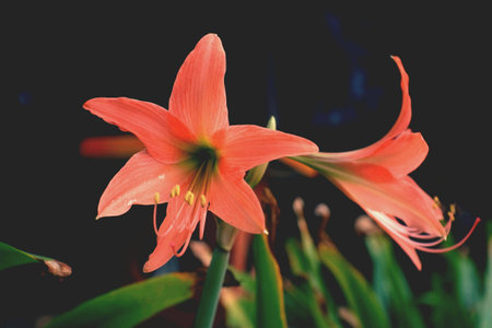 Couple flowerの素材