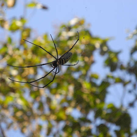 spiderの写真素材