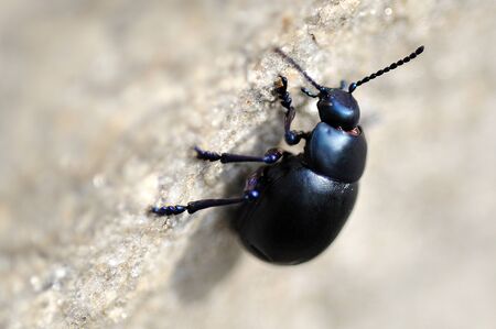Insect macro
