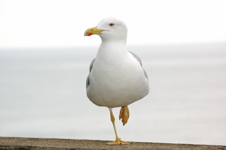 Seagull standing on one footの写真素材