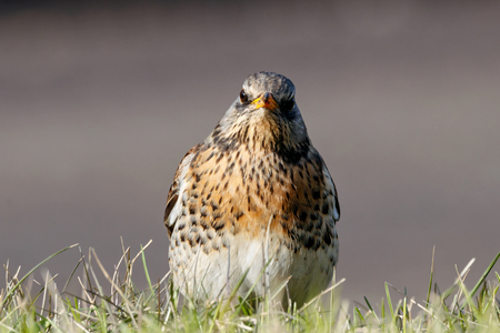 Fieldfare (Turdus pilaris) sitting in the grass in early spring looking for food. Cute common funny thrush. Bird in wildlife.の写真素材