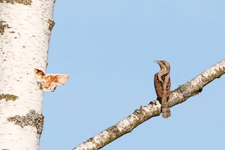 Eurasian wryneck jynx torquilla sitting on branch of birch tree and looking on trunk shocked. Cute funny woodpecker. Bird in wildlife.の写真素材
