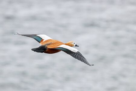 Ruddy shelduck tadorna ferruginea female flying over grey river water in winter. Cute bright duck in wildlife.の写真素材
