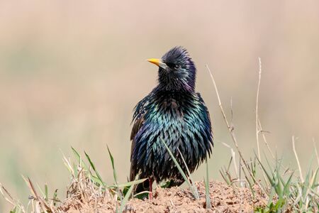Common starling sturnus vulgaris standing on grass meadow portrait. Cute bright colorful songbird in wildlife.の写真素材