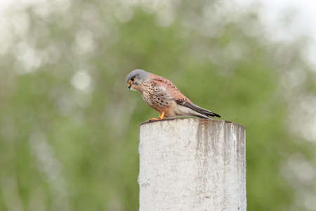 Common kestrel falco tinnunculus male sitting on concrete pillar looking for prey. Cute little bright falcon in wildlifeの写真素材
