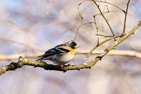 Brambling fringilla montifringilla male sitting on branch of tree in early spring during migration. Cute little bright finch songbird in wildlife.の写真素材