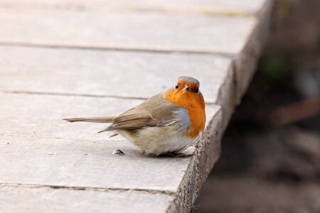 European robin erithacus rubecula sitting on wood plank road. Cute nice little songbird with red...