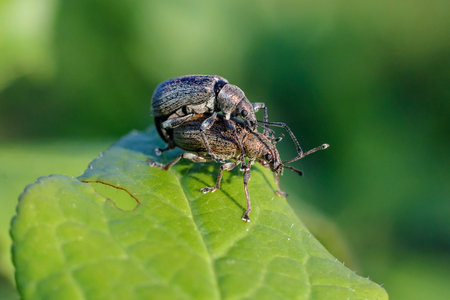 Curculionidae weevils snout beetles pair mating for breeding on leaf in garden macro. Cute little insects in wildlife.の写真素材