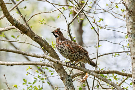 Hazel grouse Tetrastes bonasia sitting on branch of tree in early spring. Cute forest hen in wildlife.の写真素材