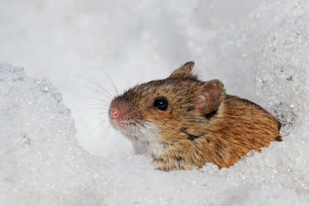 Striped field mouse apodemus agrarius in holeの写真素材
