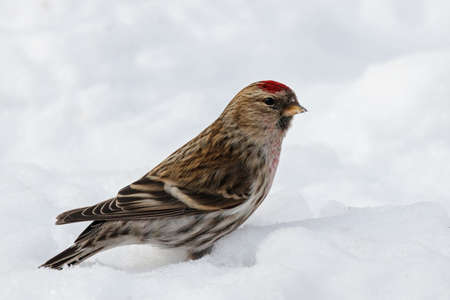 Common redpoll male on snowの写真素材