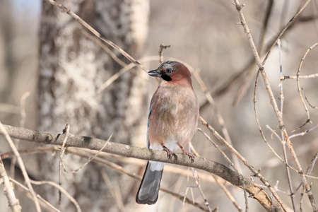 Eurasian jay garrulus glandarius sitting on branchの写真素材