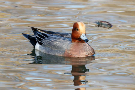 Eurasian wigeon mareca penelope maleの写真素材