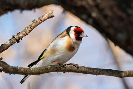 European goldfinch carduelis carduelisの写真素材