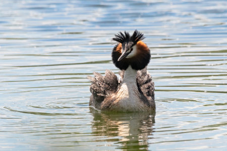 great crested grebe Podiceps cristatus swimming on water