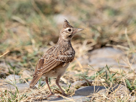 crested lark Galerida cristata standing on stoneの写真素材