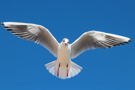 young black-headed gull in flight in winterの写真素材