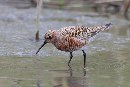 Curlew sandpiper Calidris ferruginea feeding on shoreの写真素材