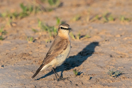 isabelline wheatear Oenanthe isabellina standing on groundの写真素材