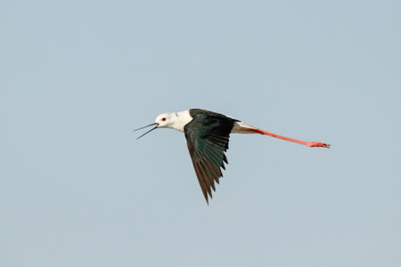black-winged stilt himantopus himantopus in flight with open beak