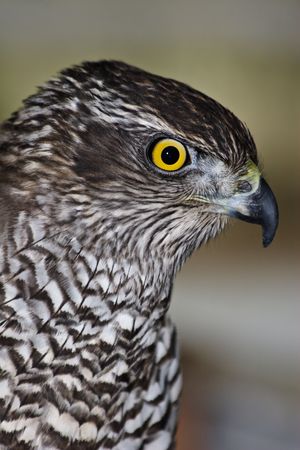 Northern Goshawk (Accipiter gentilis)